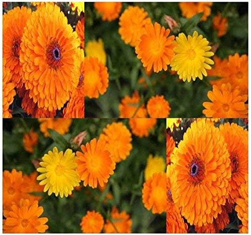 Big Pack - Calendula Flower Seeds (4,500 Seeds) - Calendula officinalis Pacific Beauty Mix - Edible Flower Seeds (Big Pack - Calendula Mix)