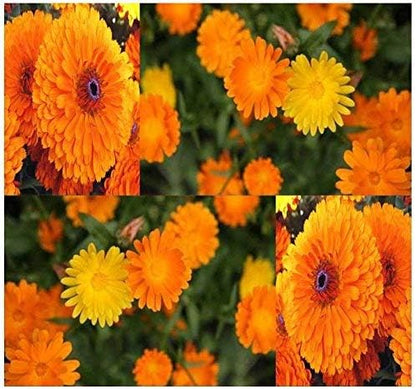 Big Pack - Calendula Flower Seeds (4,500 Seeds) - Calendula officinalis Pacific Beauty Mix - Edible Flower Seeds (Big Pack - Calendula Mix)