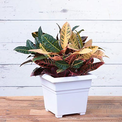 Root & Vessel Countryside Square Tub Planter, White, 14-Inch
