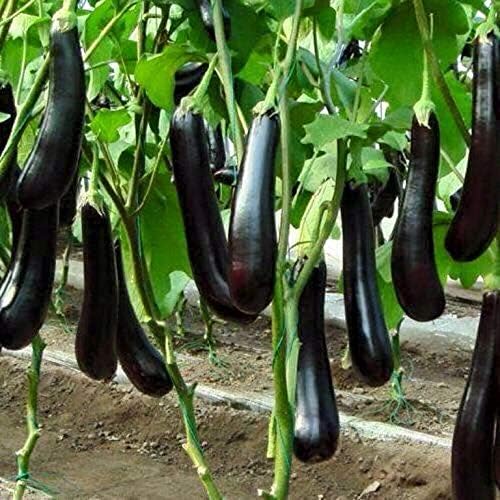 Seeds Vegetable Black Eggplant Long Pop - 30 Seeds