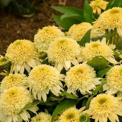Echinacea Coneflower Seeds: 1000 PCS Hardy Perennial, Low-Maintenance Vibrant Blooms for Garden Landscaping & Wildlife Support