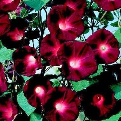 25 “Black Knight Morning Glory Seeds by OrginBud