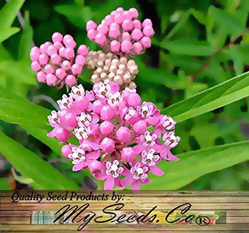 Big Pack - (1,000) Pink Swamp Milkweed Seeds, Asclepias incarnata (Big Pack Swamp Milkweed)