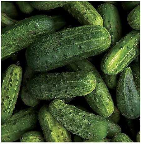 Park Seed National Pickling Cucumber Seeds, Planting Cucumbers, Vegetable Seeds, Easy to Grow, Non-GMO, Perfect for Harvesting, A Favorite Heirloom, Pack of 30 Seeds