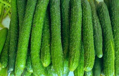 100+ Cucumber Mix Seeds 12 Asian Varieties Non-GMO Delicious and Crispy, Rare and Super Prolific, Cucumis sativus, American, Korean, Japanese, Vietnamese Cucumber, Dưa nếp Hàn, Việt NAM, Mini Size