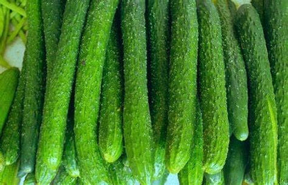 100+ Cucumber Mix Seeds 12 Asian Varieties Non-GMO Delicious and Crispy, Rare and Super Prolific, Cucumis sativus, American, Korean, Japanese, Vietnamese Cucumber, Dưa nếp Hàn, Việt NAM, Mini Size