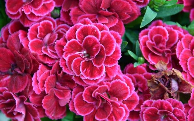 100+ Double Picotee Mix Carnation Seeds Dianthus Caryophyllus Flowers Non-GMO Cut Flower Fragrant Blooms