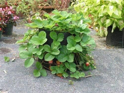 Smart Pots 100-Gallon Smart Pot Soft-Sided Container, Black
