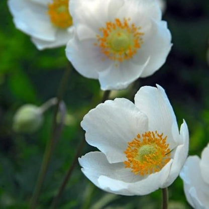 Anemone Coronaria de Caen 'The Bride' Bulbs - Perennial & Poppy Like Flowers | White Blooms for Spring Gardens - Easy to Grow (100 Pack)