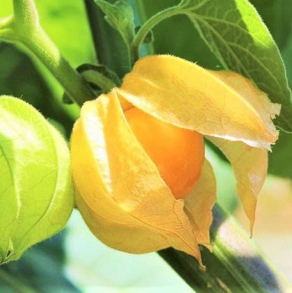 TomorrowSeeds - Strawberry Ground Cherry Seeds - 200+ Count - for 2026 Planting Orange Yellow Gooseberry Strawberry Tomato Golden Cherry Tomatillo Physalis Fruit Grow Your Own Home Farm Patio Healthy