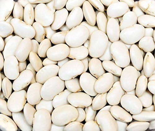 Bean Dry Great Northern Great Heirloom Garden Vegetable by Seed Kingdom 500 Seeds
