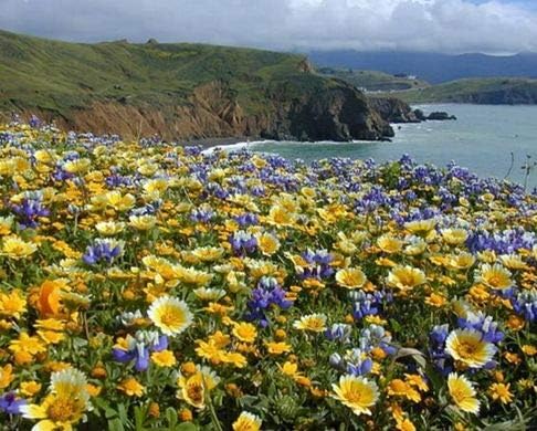 Non GMO Bulk California Wildflower Seed Mix 23 Species of Wildflower Seeds (10 Lbs)