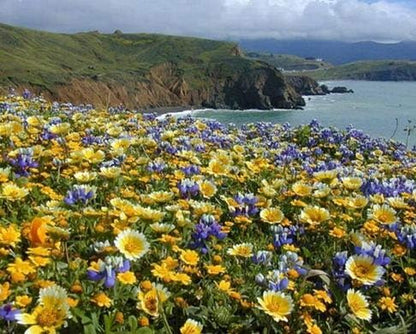 Non GMO Bulk California Wildflower Seed Mix 23 Species of Wildflower Seeds (10 Lbs)