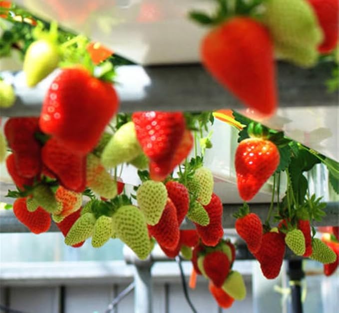 Red Climbing Strawberry Seeds Garden Fruit Seed Sweet and Delicious Everbearing Fruit Plant Home Garden 250Pcs