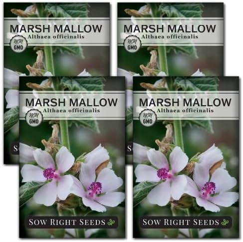 Sow Right Seeds - Marsh Mallow Seeds for Planting - Heirloom Non-GMO Variety - Ideal for Indoor or Outdoor Herbal Gardens - Grow Your Own Culinary and Medicinal Marshmallow Root Herbs (4)
