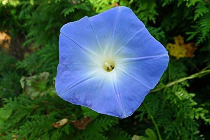 Morning Glory Heavenly Blue Flower UNTREATED Ipomoea Tricolor Seeds by Seed Kingdom (1 Lb Seeds)