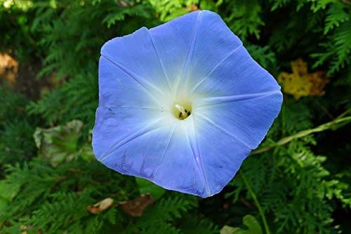 Morning Glory Heavenly Blue Flower UNTREATED Ipomoea Tricolor Seeds by Seed Kingdom (1 Lb Seeds)