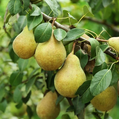 TomorrowSeeds - Bartlett Pear Tree Seeds - 20+ Count - for 2026 Planting Williams Common Domestic European Pears Flowering Edible Perennial Fruit Trees Perennial Grow Your Own Home Farm Patio Healthy