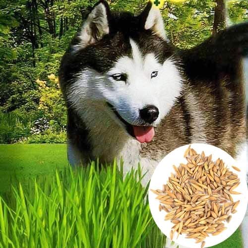 Seeds Grass for Dogs Non GMO Heirloom 1500 Seeds