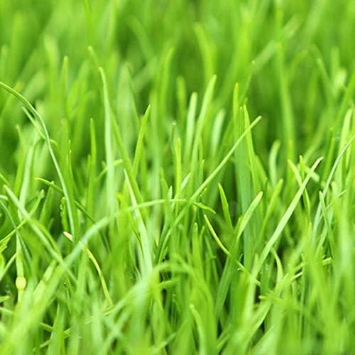 Annual RyeGrass Seed by Eretz - Willamette Valley, Oregon Grown. No fillers, No Weed or Other Crop Seeds (8oz)
