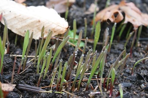 Winter Rye Grass Seed Grass Fall Mix Ryegrass Seeds for Lawn No Till Food Plot Seed Fall Cover Crop Mix by Old Cobblers Farm (5 lbs | 10 lbs | 15 lbs | 20 lbs) (5 lbs)