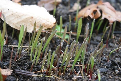 Winter Rye Grass Seed Grass Fall Mix Ryegrass Seeds for Lawn No Till Food Plot Seed Fall Cover Crop Mix by Old Cobblers Farm (5 lbs | 10 lbs | 15 lbs | 20 lbs) (5 lbs)
