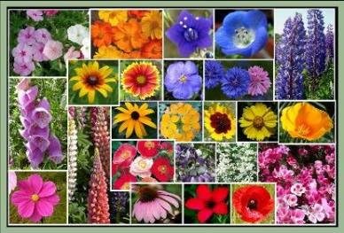 Dirt Goddess Super Seeds ~ Pacific Northwest Wildflower Seed Mix (1/4 Lb) 25 Species of Wildflower Seeds Non GMO Bulk