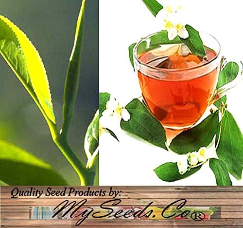 Big Pack - (25) Tea Plant Seed - Camellia sinensis - Edible Flower Seeds (Big Pack - Tea Plant)