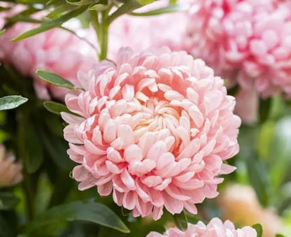 50+ Duchess Peony Aster Seeds Callistephus Tall Flowers Garden Planting