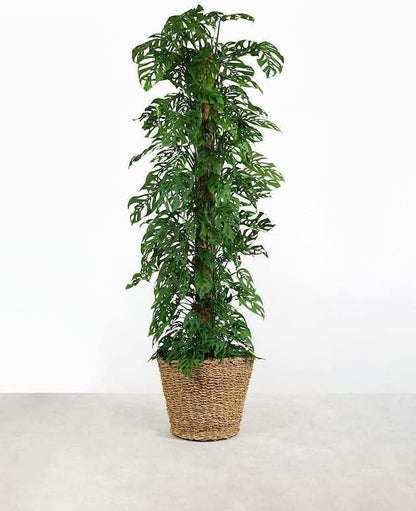 Gardenera Monstera ADANSONII Plant Soil: Expert Blend for Optimal Growth & Root Development - 4 Quart