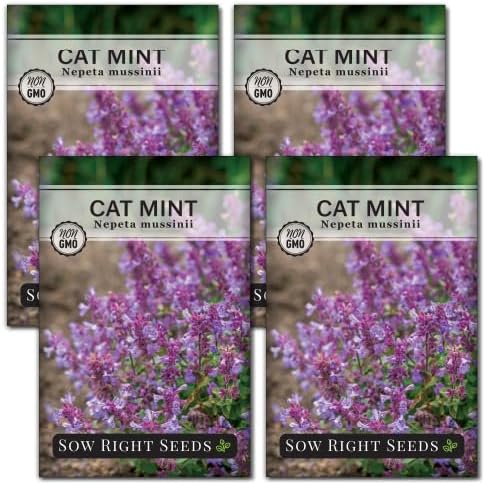 Sow Right Seeds - Catmint Seeds for Planting - Perennial Cat Mint Plant - Easy to Grow Nepeta for Attractive Garden - Ideal for Pollinators - Heirloom Non-GMO Variety - Indoor or Outdoor Growing (4)