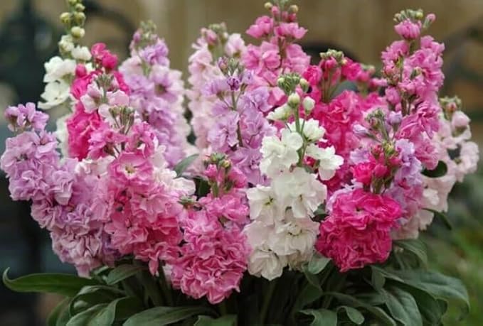 50pcs Mixed Column Stock Seeds Blossom Flowers Seed Flower Matthiola Incana Blossom Stock
