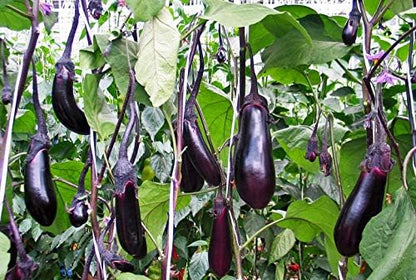 Seeds Vegetable Black Eggplant Long Pop - 30 Seeds