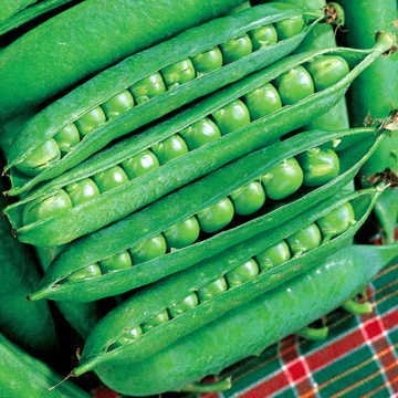 Park Seed Green Arrow Pea Seeds, 1 Pack of 160 Seeds