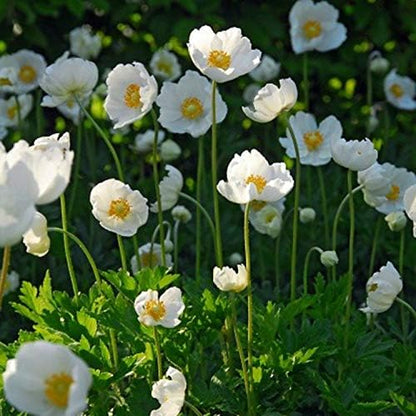 Anemone Coronaria de Caen 'The Bride' Bulbs - Perennial & Poppy Like Flowers | White Blooms for Spring Gardens - Easy to Grow (25 Pack)