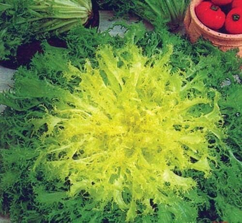 Seeds Endive Lettuce Yellow Heart Curly Frisee 50 Days for Salad Non GMO Vegetable for Planting 700 Seeds