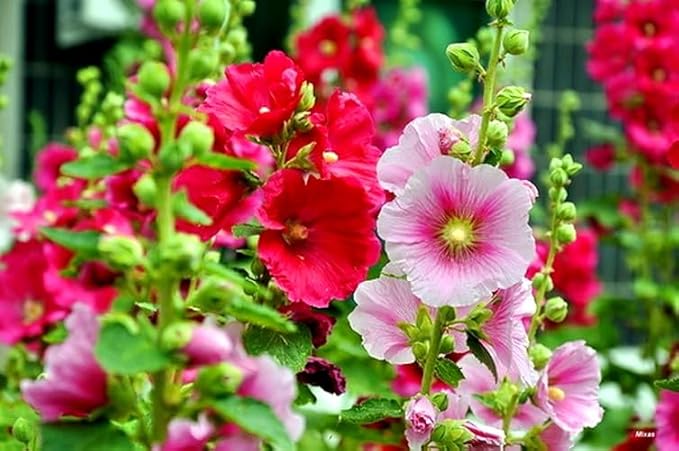Seeds Hollyhock Seed Mix Malva 30+ Seeds for Planting Showy Perennial Flower Multicolor Mixture