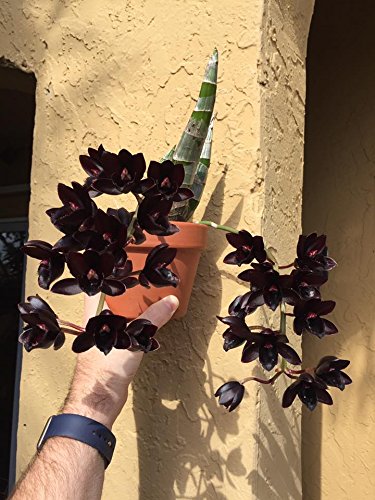MSU Orchid Fertilizer 13-3-15 (Greencare) Reverse Osmosis, Rain, Tap Water Formula. 1 Pounds, Scoop Included