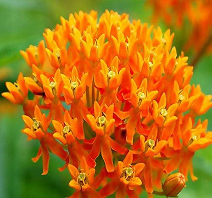 Big Pack - (1,000) Butterflyweed Milkweed Seeds, Asclepias tuberosa (Big Pack Butterflyweed Milkweed)