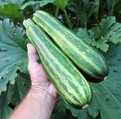 Seeds Vegetable Zucchini Tiger Striped Green - 30 Seeds