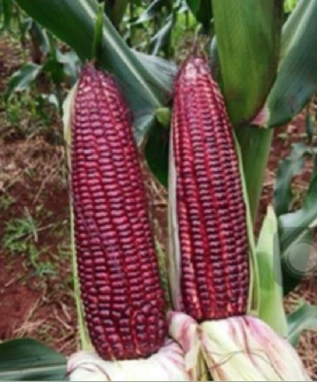 25 Seeds Bap NEP Tim deo Glutinous Sticky Seeds Rare find Asian bap NEP Thai deo ngon tuyet VOI F1 Hybrid Purple Waxy Sticky Rice Corn Purple glutinous Rice Corn 25 Seeds 紫糯玉米