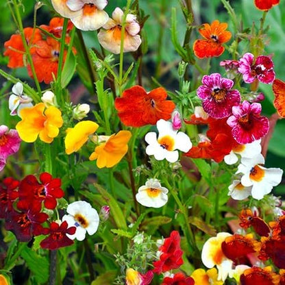 Seeds Nemesia Galaxy Seed Mix 450+ Seeds for Planting Annual Flowers