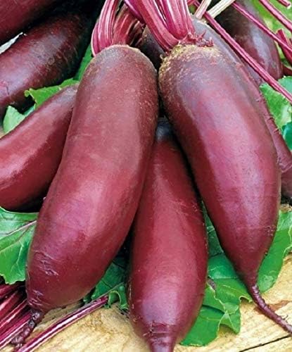 Seeds Beet Long Beetroot Dark Rival Red Non GMO Vegetable for Planting