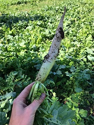 Hale Habitat & Seed Daikon Radish Food Plot Seed (50 lb Bulk)