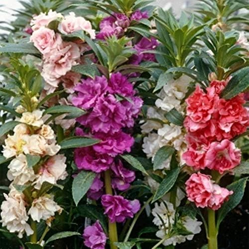 Seeds Balsam Garden Mix Touch-Me-Not Hanging Annual Flower Non GMO
