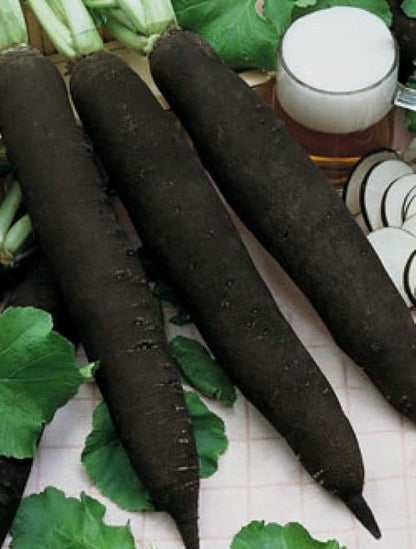 Black Radish Non GMO Vegetable for Planting