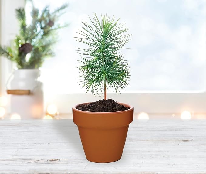 BUZZY Seeds Spruce Tree 12-Pack Mini Terracotta Grow Kits – Sustainable Tree Growing Kit, Includes Everything to Sprout Evergreens, Perfect for Earth Day, Party Favors, or Corporate Gifts