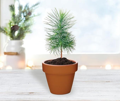 BUZZY Seeds Spruce Tree 12-Pack Mini Terracotta Grow Kits – Sustainable Tree Growing Kit, Includes Everything to Sprout Evergreens, Perfect for Earth Day, Party Favors, or Corporate Gifts