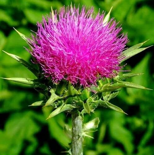 Seeds Milk Thistle/Blessed Milkthistle/Purple Blessed/Non GMO/Heirloom