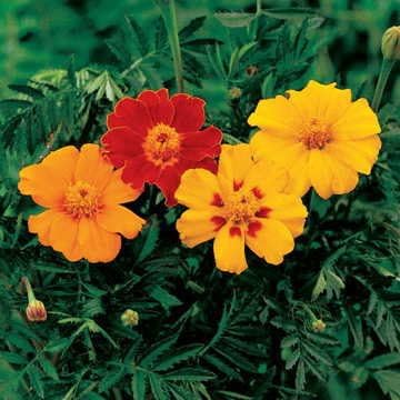 Park Seed Disco Mix Marigold Flower Seeds – Early-Blooming Single 2.25-Inch Blooms in Red, Orange & Yellow, Compact 12-Inch Plants, Great for Containers, Borders & Veggie Gardens – Pack of 50